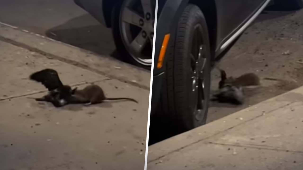 Así se ve el ataque de una rata a una paloma en Nueva York