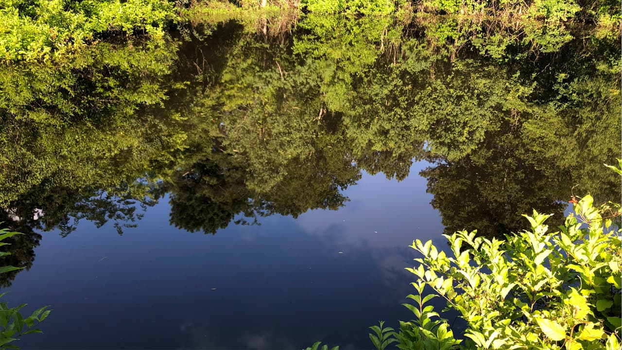 En su lago, se pueden pescar diferentes tipos de peces.