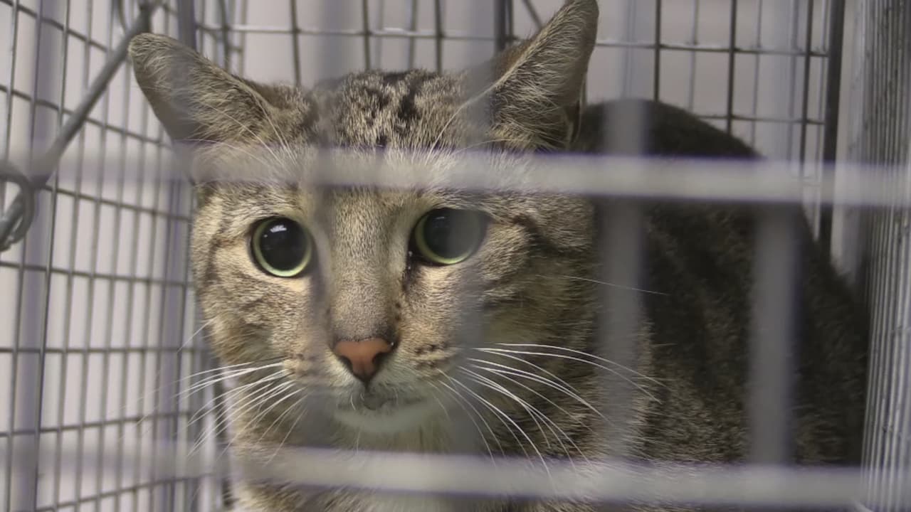 En el pasado no había opción para estos gatos y muchos de ellos eran sacrificados, por esto, el programa es una forma de que estos animales sigan siendo felices en las calles, manteniéndose saludables.