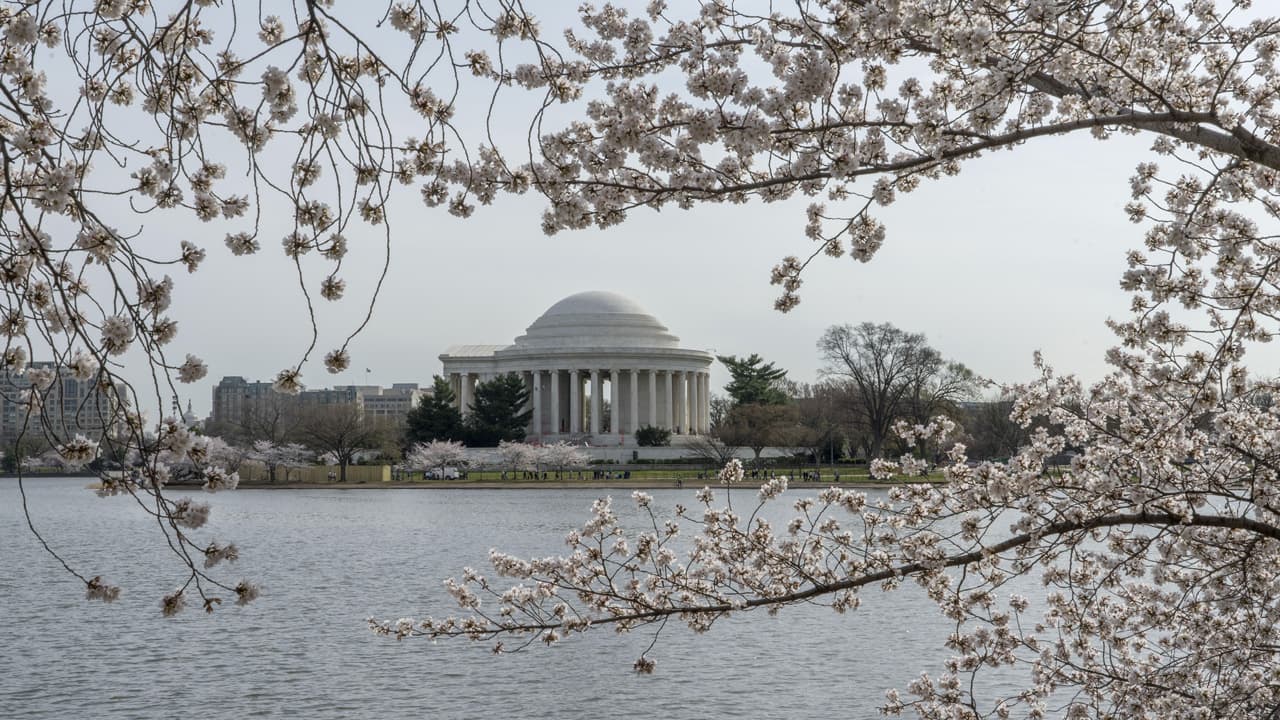 Este fin de semana es el ideal para ir al Cherry Blossom; te damos tips para planear tu visita