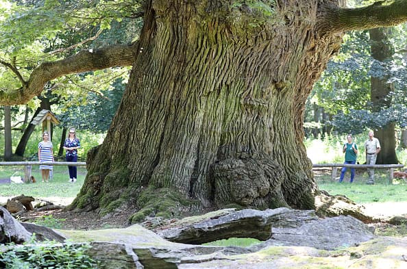 <b>Forest Oak |</b> Justo al lado de Nacogdoches Road al norte del Loop 410, Forest Oak es un refugio ordenado de casas perpetuamente sombreadas debajo de robles antiguos e imponentes. Se siente genial conducir, incluso en los días más calurosos.