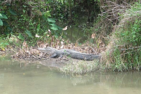 A lo lejos pudieron ver a uno de estos impresionantes cocodrilos.