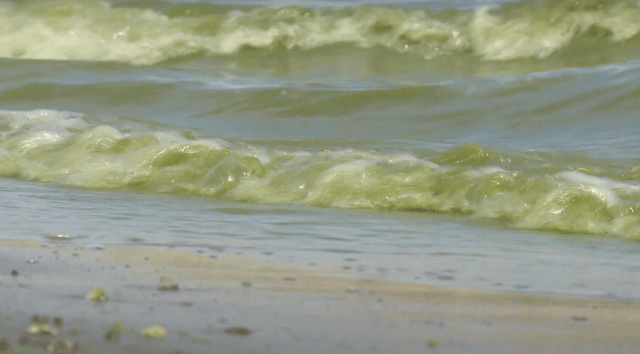 De acuerdo con Centros para el Control y la Prevención de Enfermedades (CDC), los síntomas de enfermedades relacionadas con HAB en personas y animales son irritación de la piel, oídos, ojos, nariz o garganta, respiración anormal (tos, sibilancias, síntomas similares al asma) vómitos, diarrea, dolor abdominal, dolores de cabeza, agitación, debilidad, convulsiones y muerte (en animales). 
<br>