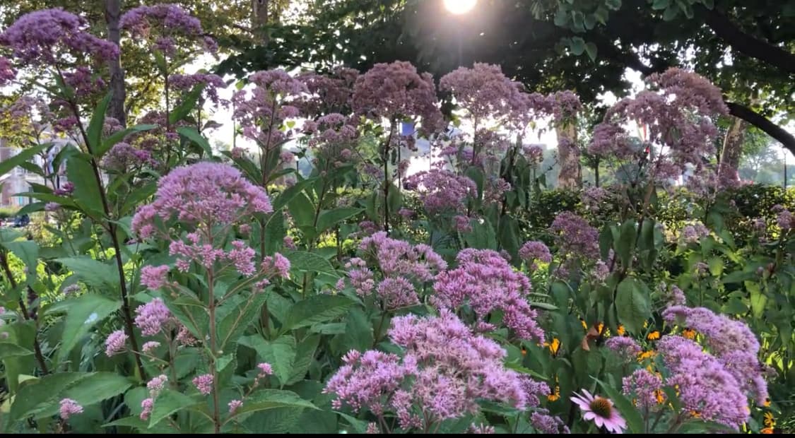 Las plantas polinizadoras en una pequeña "parcela de prueba" plantada hace dos años están "prosperando" hoy, dando a los visitantes una indicación de la flora exuberante y colorida que pueden esperar crecer en el jardín ampliado.