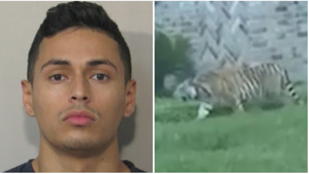 Acusado de escapar con el tigre está bajo custodia: el animal sigue desaparecido