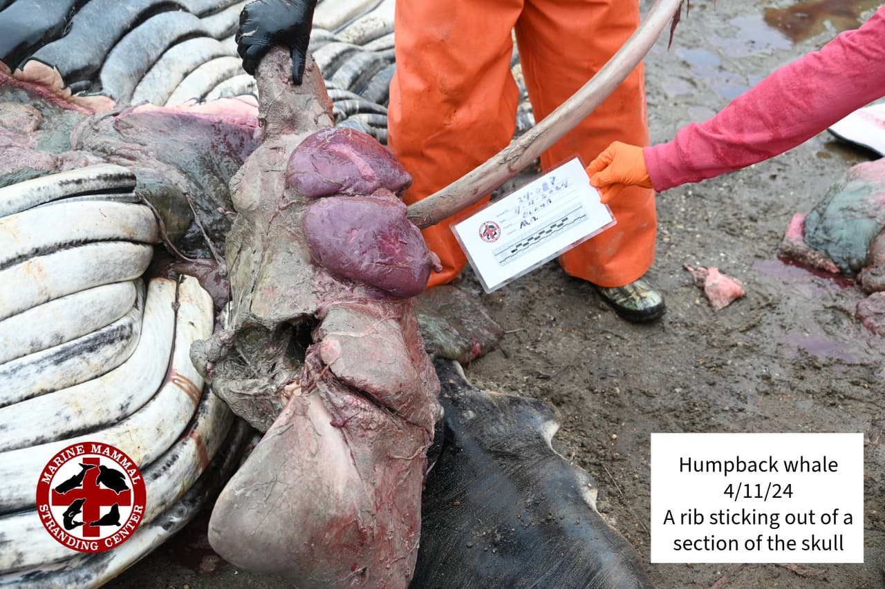 Marine Mammal Stranding Center, a cargo de la investigación, se comprometió a revelar los resultados de todas estas pruebas una vez se tengan.