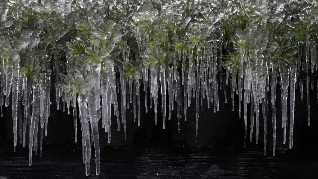 En otro contexto, parecería la entrada a una cueva con estalactitas de diversos tamaños. En la realidad, se trata de 
<b>un vivero en Plant City</b>, en el 
<b><a href="https://www.univision.com/local/tampa-wvea/mas-220-casos-trata-colocan-hillsborough-condado-con-mas-reportes-florida" target="_blank">condado de Hillsborough</a></b>, donde el hielo arropó las distintas plantas.