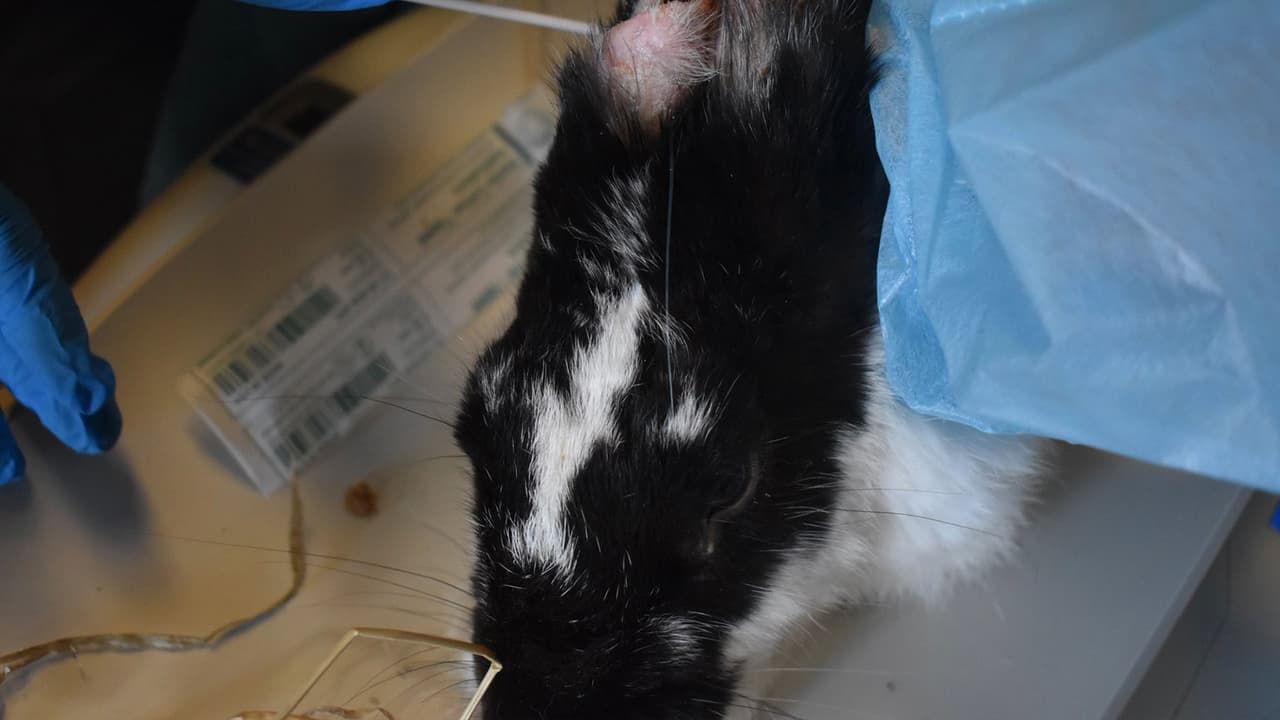 A este conejo pequeño le cortaron las orejas y sufre de una infección.