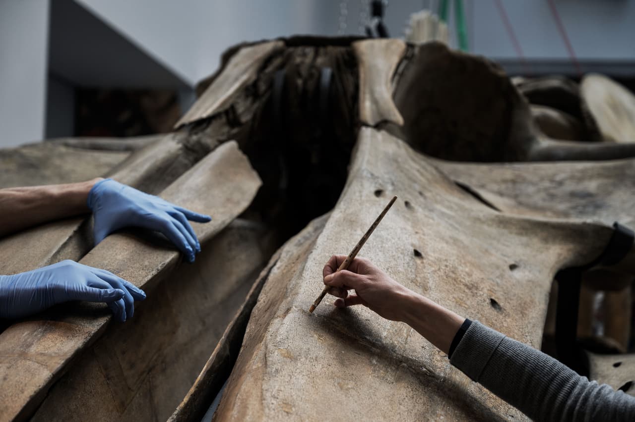 Un hallazgo milenario: el raro ataúd de madera con restos de un hombre encontrado en un campo de golf