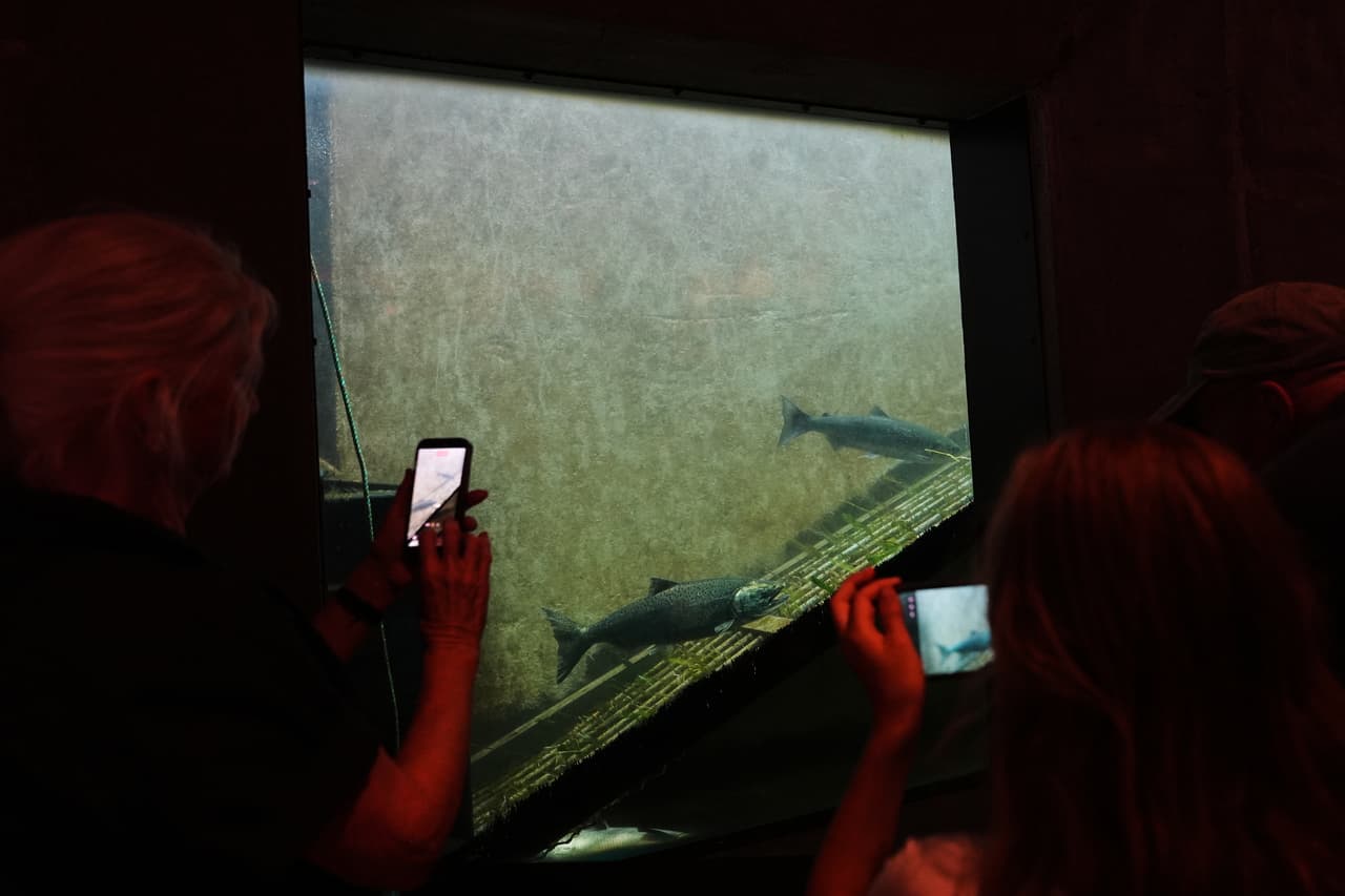 Varias personas filman y fotografían salmones utilizando la escalera para peces en las esclusas de Ballard, el martes 18 de agosto de 2026, en Seattle.