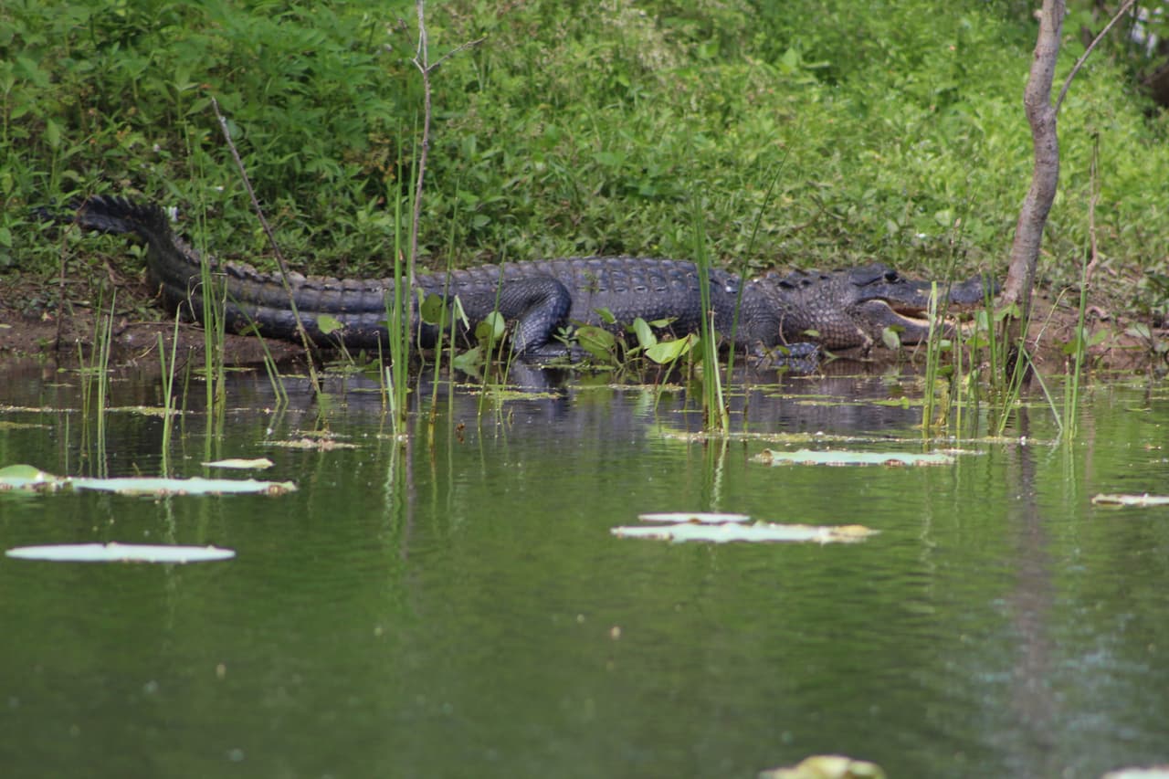 Los caimanes salen frecuentemente a la superficie para tomar el sol y muchas veces abren sus grandes bocas para regular su temperatura.