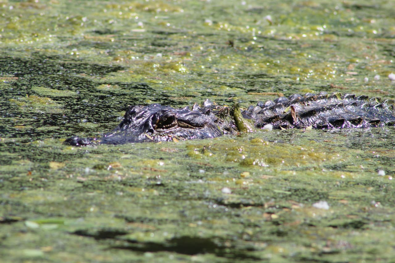 Aunque normalmente los caimanes no persiguen a las personas, no permitas que tus niños jueguen cerca a los pantanos. Los caimanes a veces se camuflan con las algas.