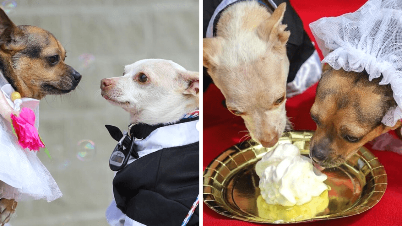 Hasta disfrutaron de un rico pastel