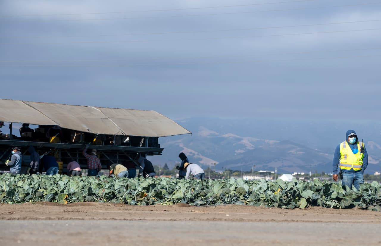 Los trabajadores agrícolas cargan el brócoli en la máquina cosechadora mientras un supervisor observa en Salinas, California, el jueves 2 de julio de 2020.