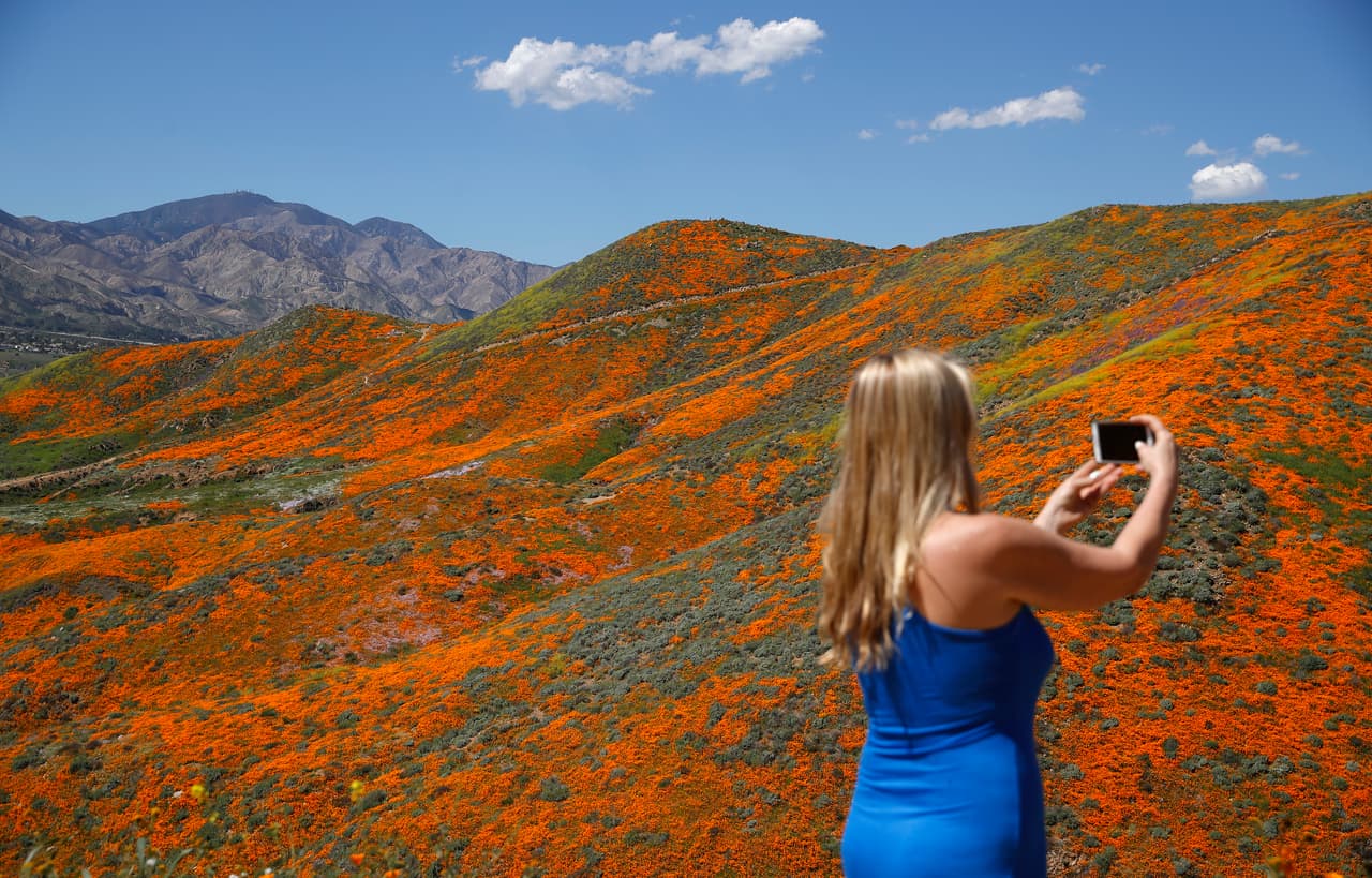 Renee LeGrand, de Foothill Ranch, fotografía las colinas repletas de amapolas de California este lunes.