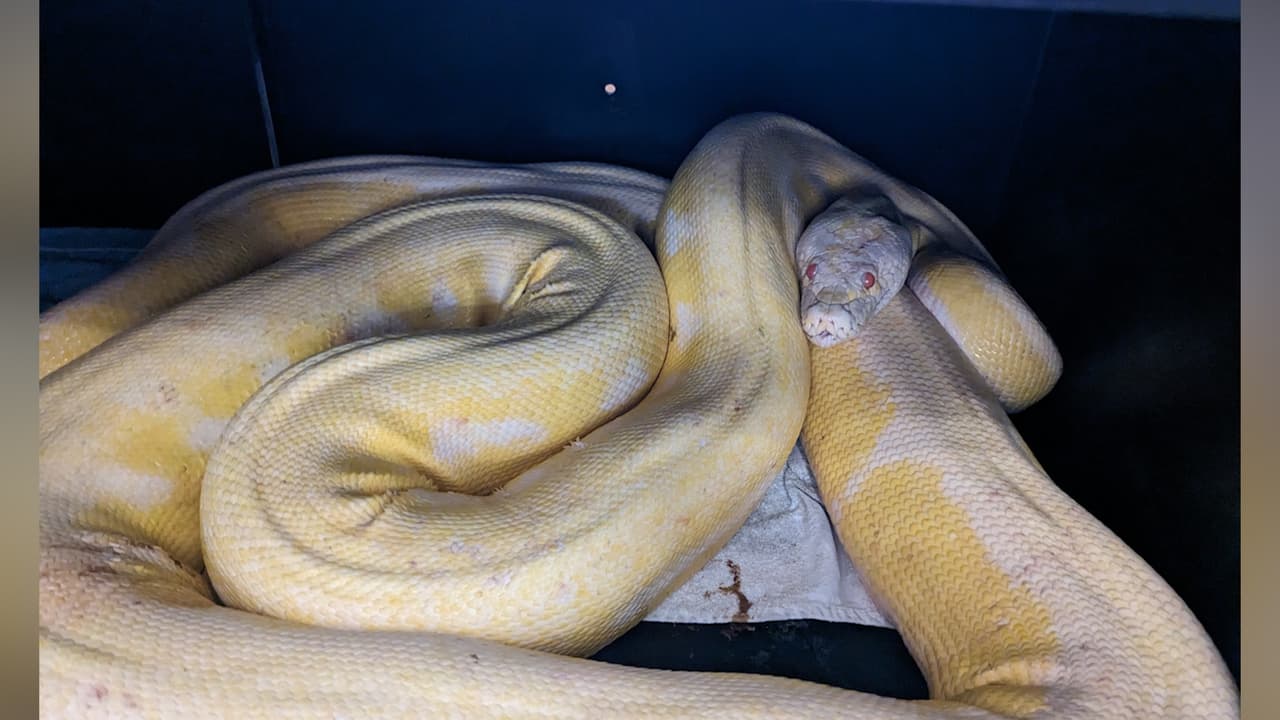 Encuentran a una pitón de 16 pies de largo y logran encontrar al dueño