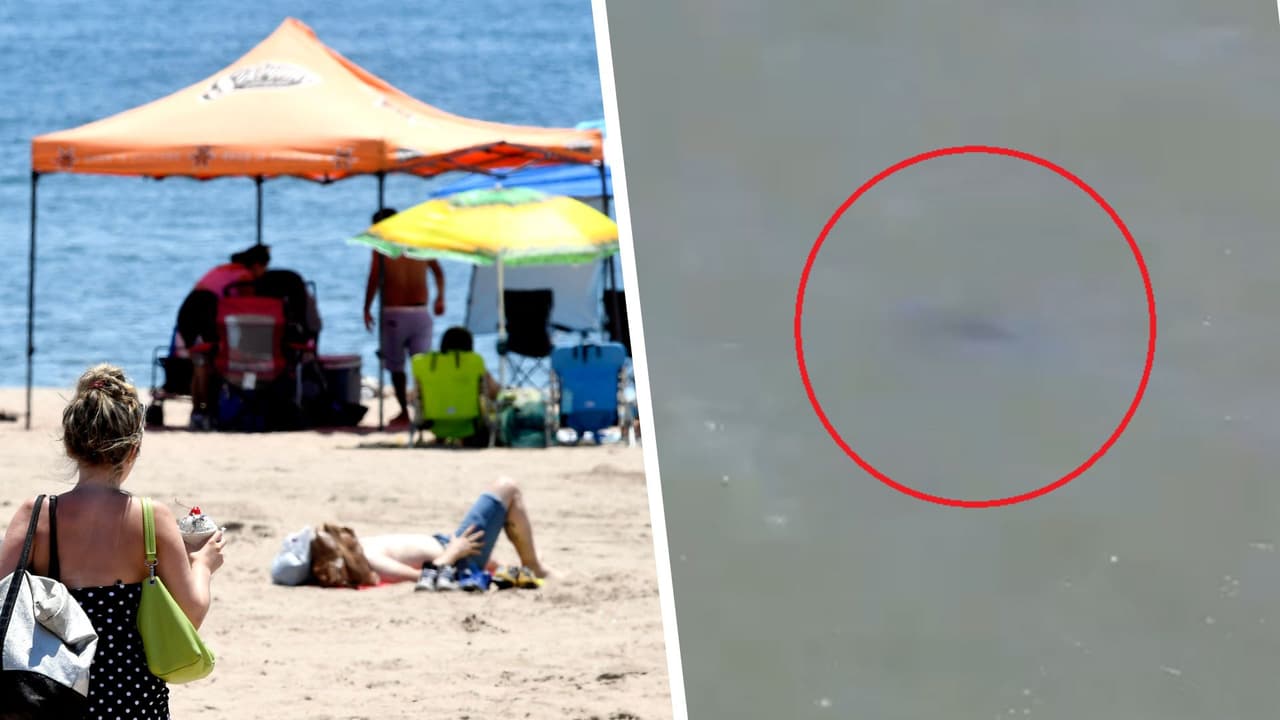 Drones de NYPD avistan tiburones en playa de Queens y causan su cierre