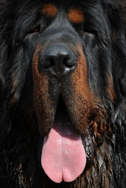 Se cree que esta raza es la antecesora de la mayoría los mastines o perros de montaña, pues posee casi todas las características juntas.