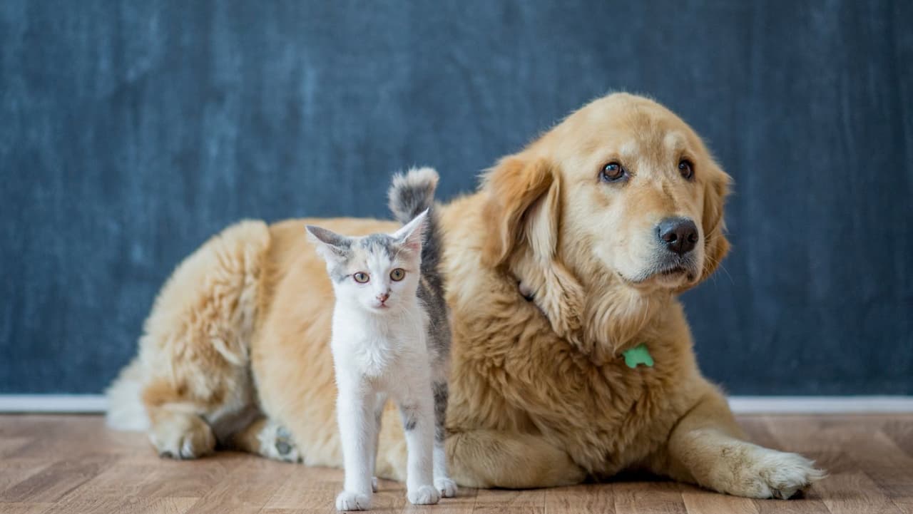 Sin embargo, se sabe que salta de perros a gatos. En 2016, a los
<b>gatos</b> de un refugio en Indiana se les diagnosticó
<b>influenza canina H3N2</b>, que se cree que fue transmitida por perros infectados. Así que trate de mantener a los miembros felinos de su familia alejados de su perro enfermo.
<br>