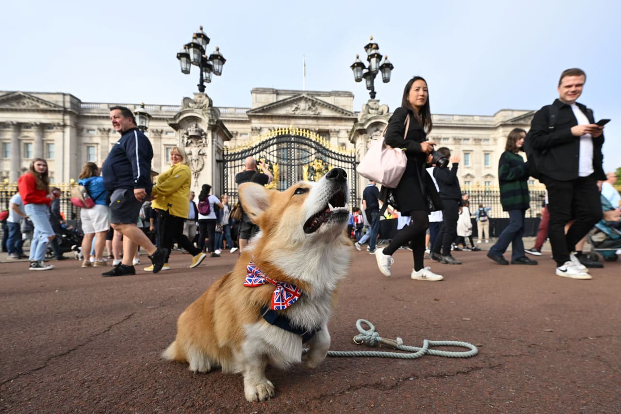 Un corgi posa frente al palacio de Buckingham este sábado 10 de septiembre, dos días después de que se anunciara la muerte de la reina Isabel II. Los corgis fueron las mascotas favoritas de la monarca durante su largo reinado. Este domingo se ha confirmado que 
<a href="https://www.univision.com/noticias/falso-perros-isabel-enterrados-vivos" target="_blank">los perros vivirán</a> con los duques de York, el príncipe Andrés y su exesposa, Sarah Ferguson, de acuerdo con un portavoz.