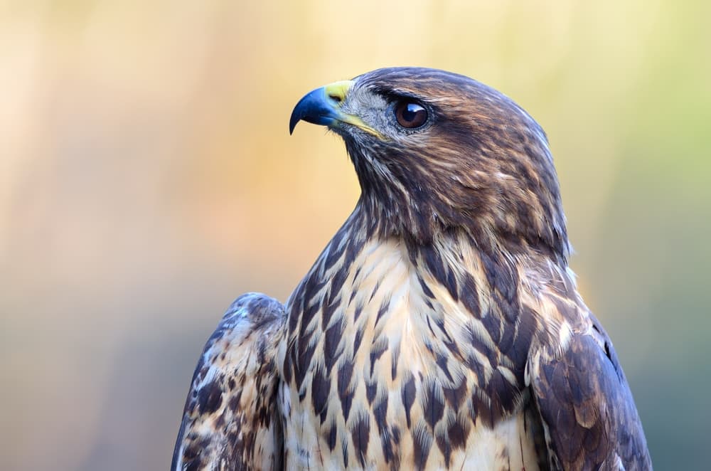 El Diccionario de la lengua española recoge la forma con g y explica que llegó al español a través del francés antiguo o del occitano, que a su vez la tomaron del nórdico 
<i>geirfalki,</i> en el que designaba a un halcón (falki) de gran tamaño con listas en forma de flecha (geiri) en su plumaje.