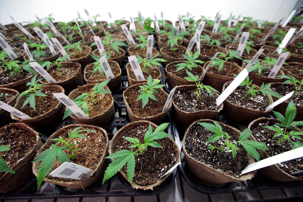 Se propone que el impuesto no supere el 6 % para el comercio minorista, el 4 % para la fabricación, 3 % para distribución, 2% para pruebas y 3% para cultivo o $10 por pie cuadrado ajustable a la inflación, generando un
<b>estimado de $5,100,000 a $7,700,000 </b>anuales, y recaudado hasta que los votantes lo deroguen.