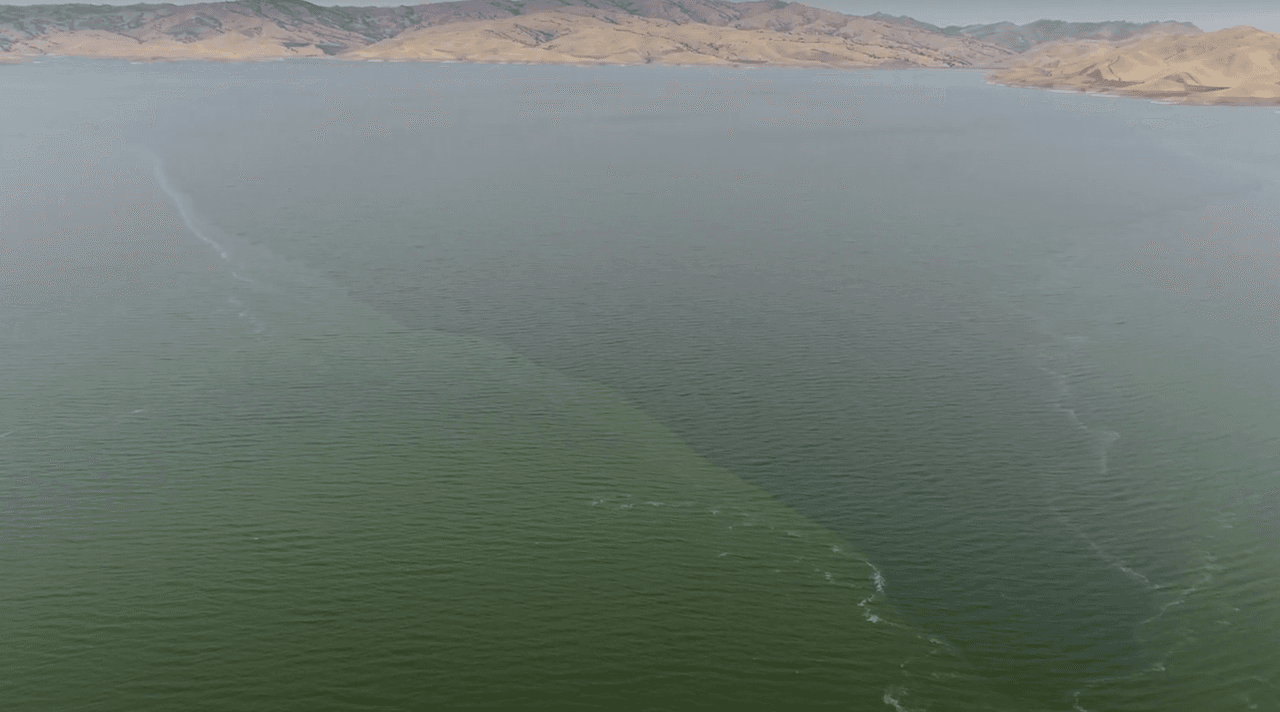Estas flores presentan riesgos para la salud y la seguridad de las personas y las mascotas que beben el agua y se recrean en cuerpos de agua afectados por las flores.