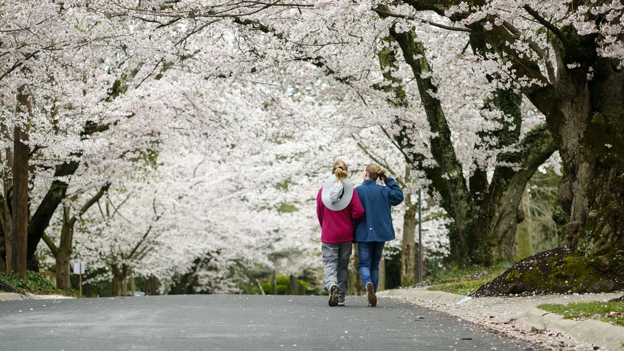El Cherry Blossom vuelve a ser 100% presencial; se anunciaron las fechas de florecimiento