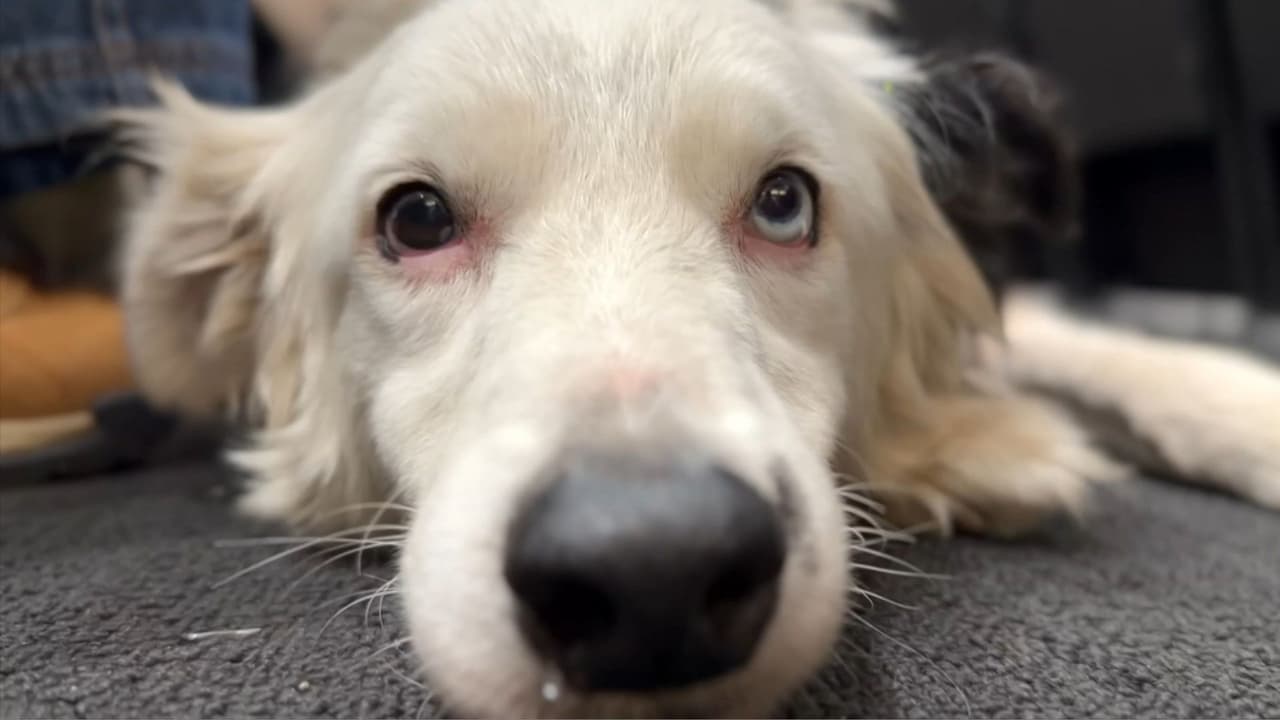Tsunami, el perro que busca vida bajo escombros y pone el foco en la estrategia de rescate en Venezuela