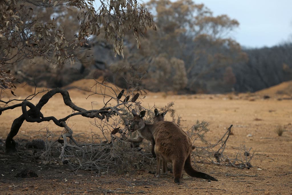 En la imagen se ve a un par de canguros en el Parque Nacional Flinders Chase dañado por el fuego. 
<br>