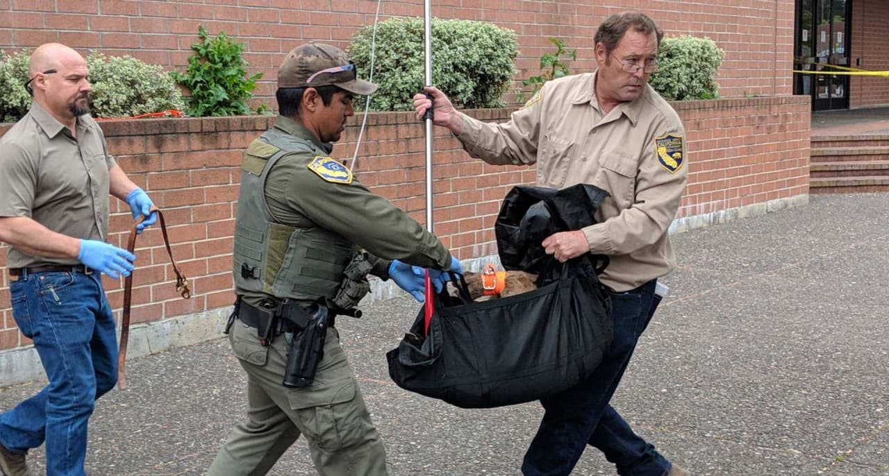 Capturan a un puma que merodeaba en una zona comercial del norte de la Bahía