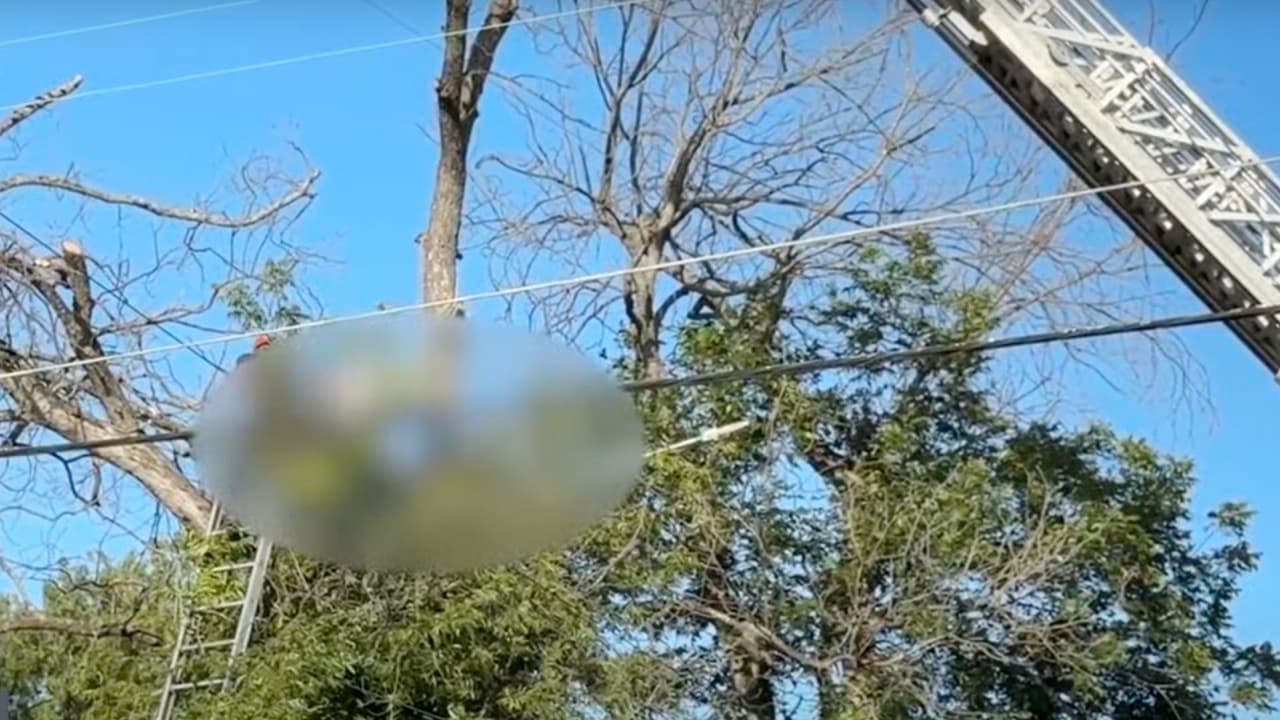 Jardinero hispano muere mientras trabajaba podando un árbol en San Antonio