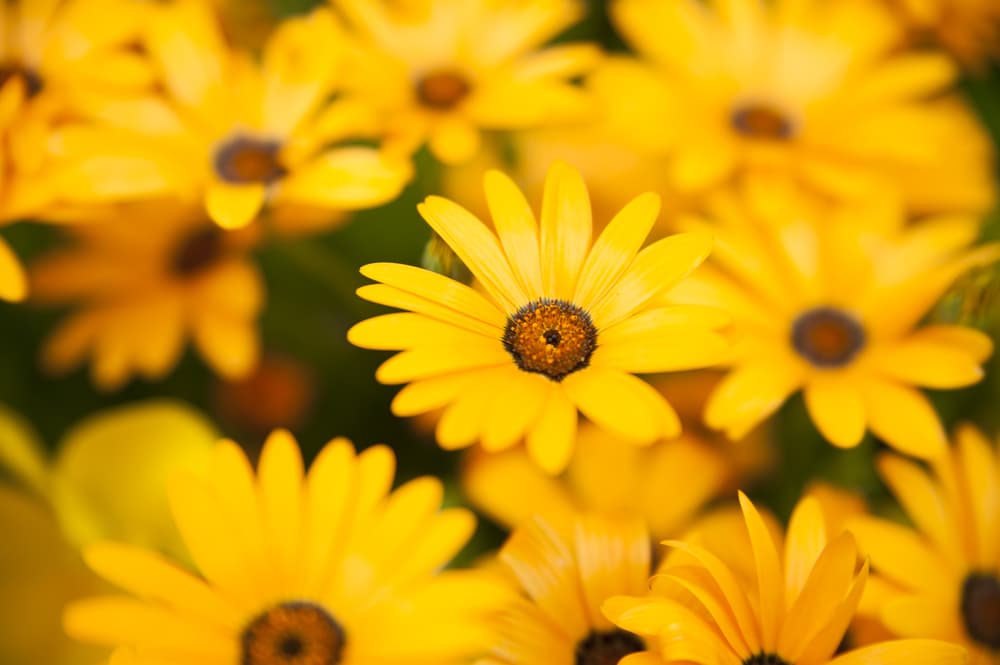 Las margaritas amarillas están más relacionadas con la amistad, son un símbolo de lealtad, de una relación consolidada, incondicional y comprometida, sin importar el tipo que sea.