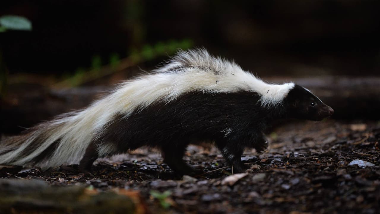 Emiten alerta sobre zorrillos con rabia en la ciudad de Flagstaff