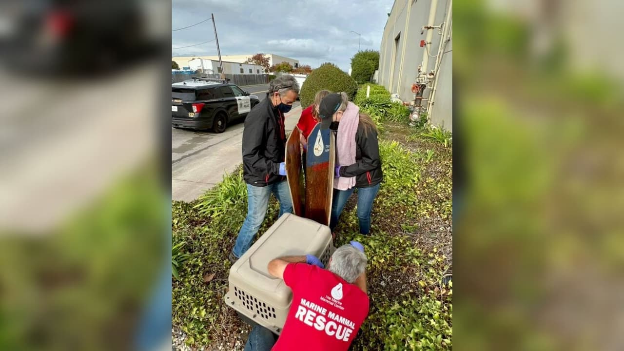 En un principio se les indicó que se trataba de una nutria, pero más tarde se confirmó que era una hembra bebé de oso marino ártico.
<br>