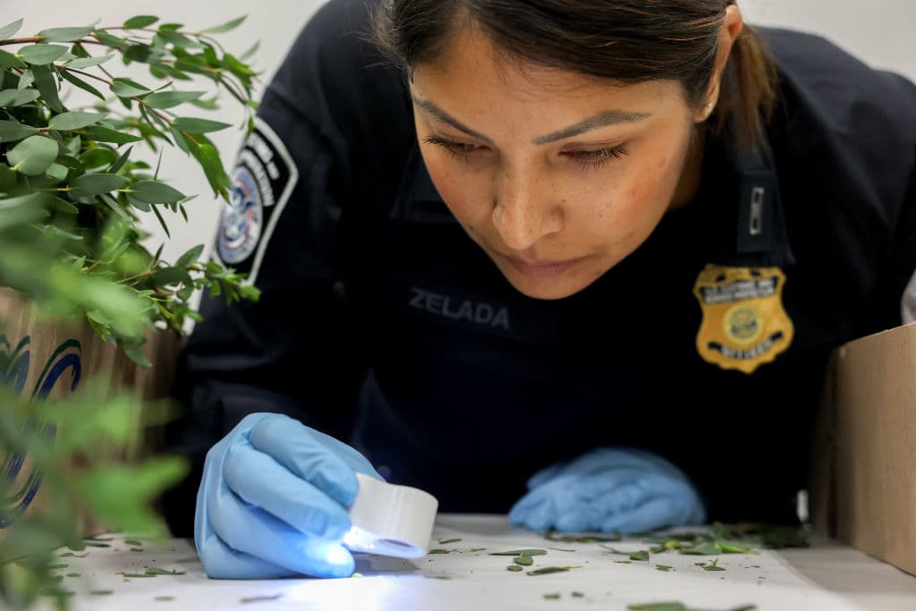 Karlette Zelada, especialista en agricultura de la Oficina de Aduanas y Protección Fronteriza de EEUU, usa una lupa para buscar larvas mientras inspecciona flores en busca de plagas o enfermedades.