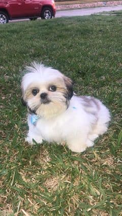 Lacey responde a su dueña Irene.