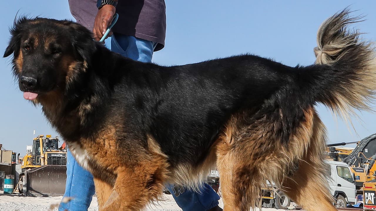 ¿Cómo proteger a tus mascotas durante el verano? Autoridades de Miami-Dade dan recomendaciones