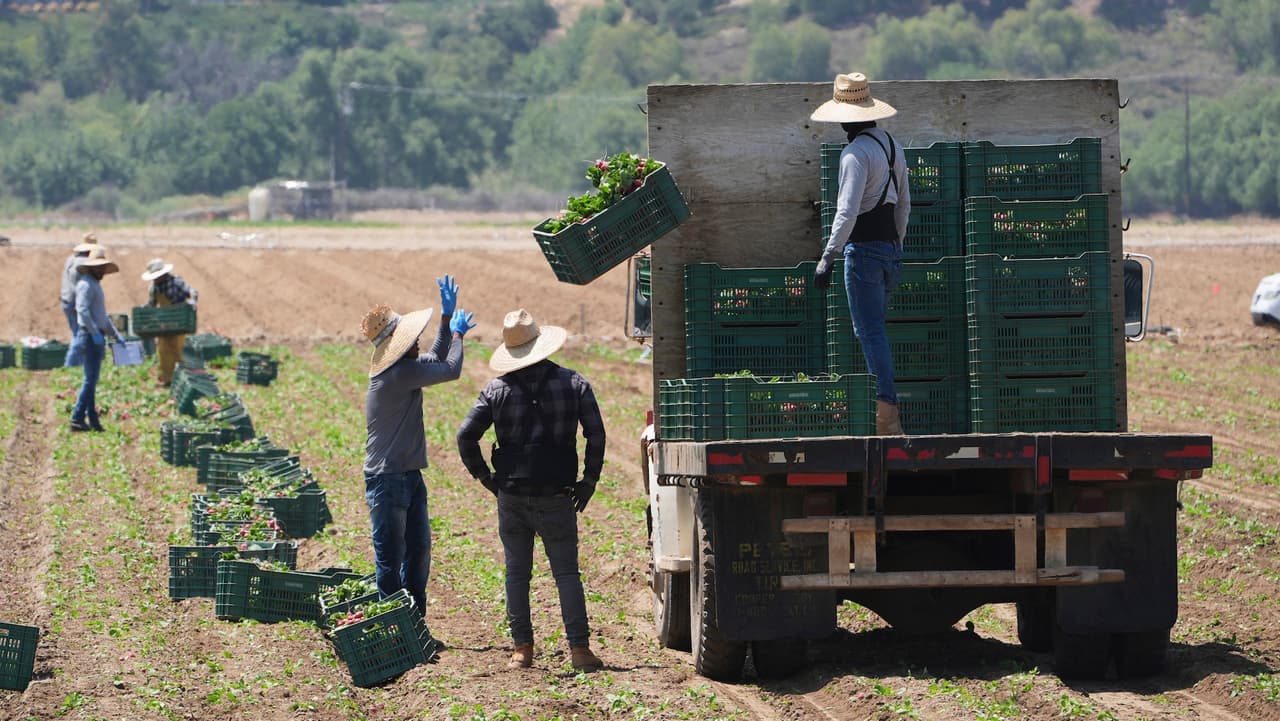 Trump planea automatizar campos agrícolas de California para continuar con las deportaciones