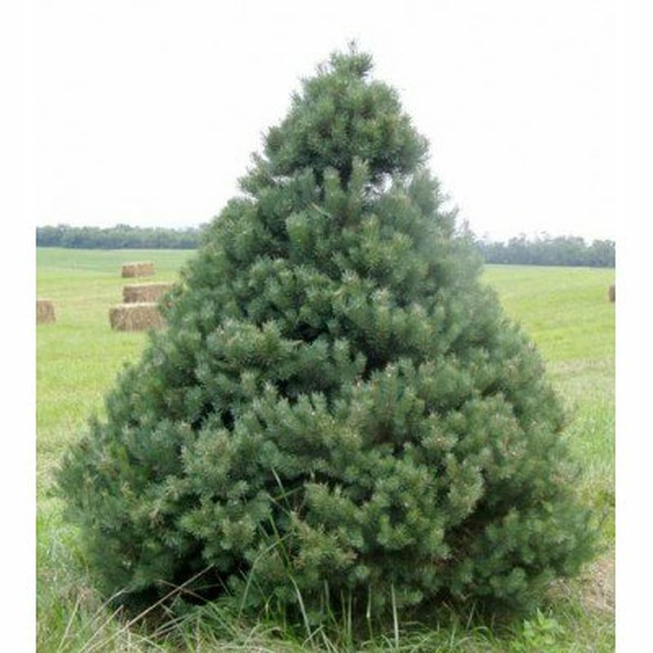 <b>Pino escocés: </b>Conocido como el árbol cosmopolita de Europa, esta conífera fue uno de los primeros árboles de Navidad cultivados en plantaciones en los Estados Unidos. Su follaje nítido, azul verdoso, con agujas de dos a tres pulgadas de largo, puede cortarse a una densidad atractiva. Su forma cónica, excelente color y retención de la aguja lo convirtieron en el árbol de Navidad elegido durante muchos años.