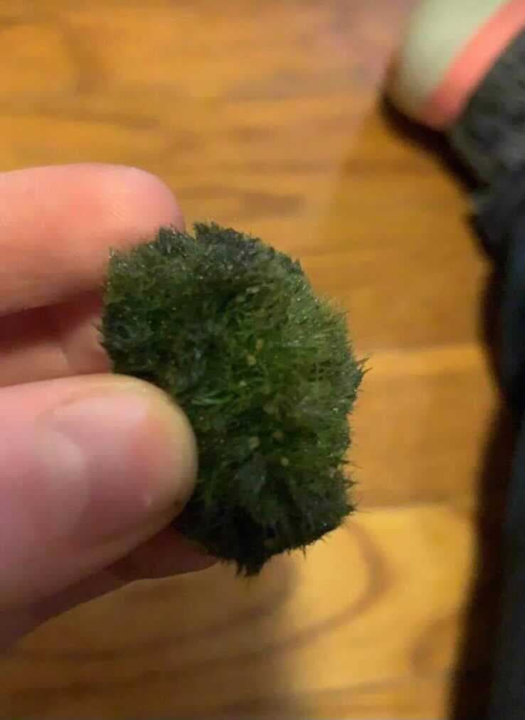 “Los mejillones cebra representan un riesgo significativo para nuestro estado, por lo que instamos a cualquier persona que haya comprado este tipo de producto en el último mes o lo tenga en los estantes de las tiendas a que lo retire de inmediato, si aún no lo ha hecho”, WRD Aquatic Nuisance Dijo el coordinador de especies Jim Page.