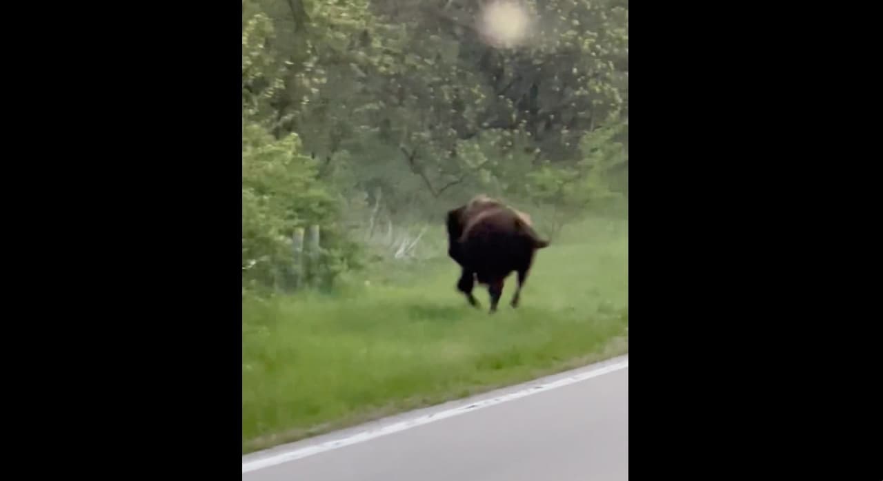 Captan a bisonte de 1,300 libras cerca de carretera; escapó de Reserva Forestal de Lakewood