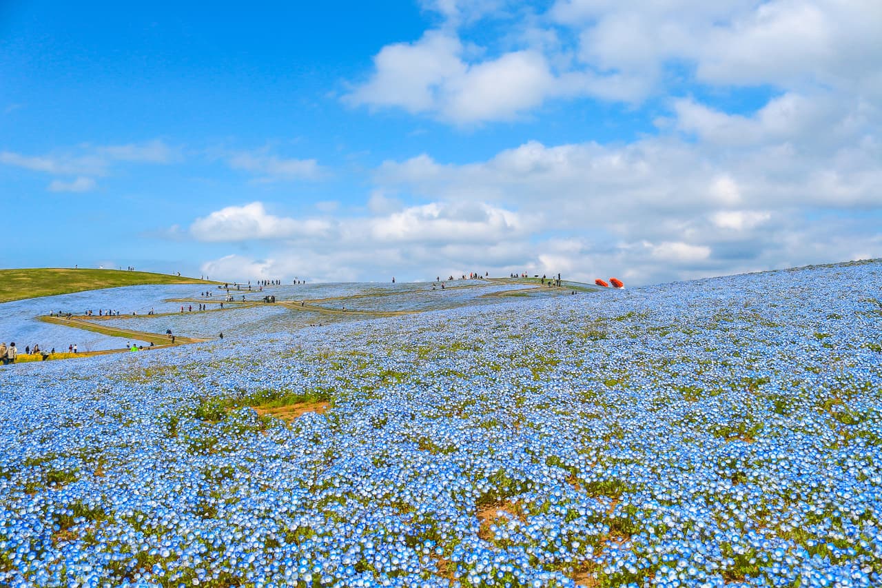 El parque Hitachi Seaside Park, de Japón. Alberga millones de flores silvestres, incluidas 170 variedades de tulipanes.