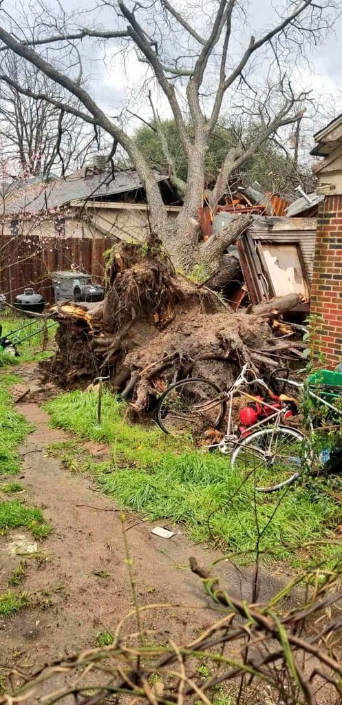 El árbol se desprendió de raiz para caer en la vivienda en Dallas.