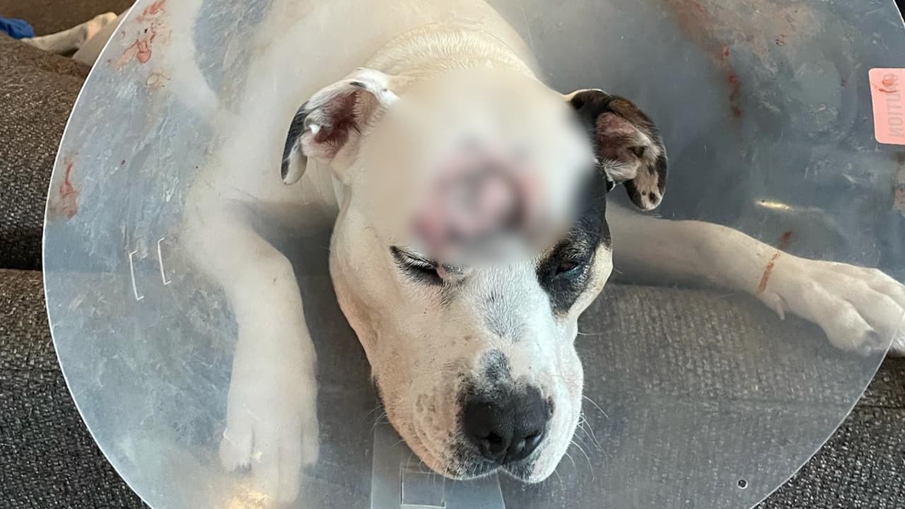 Video capta a policía cuando dispara a un perro pitbull sin razón aparente