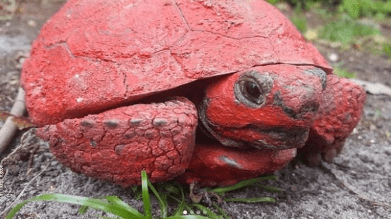 Ofrecen recompensa para hallar a quienes pintaron con aerosol a una tortuga en peligro de extinción