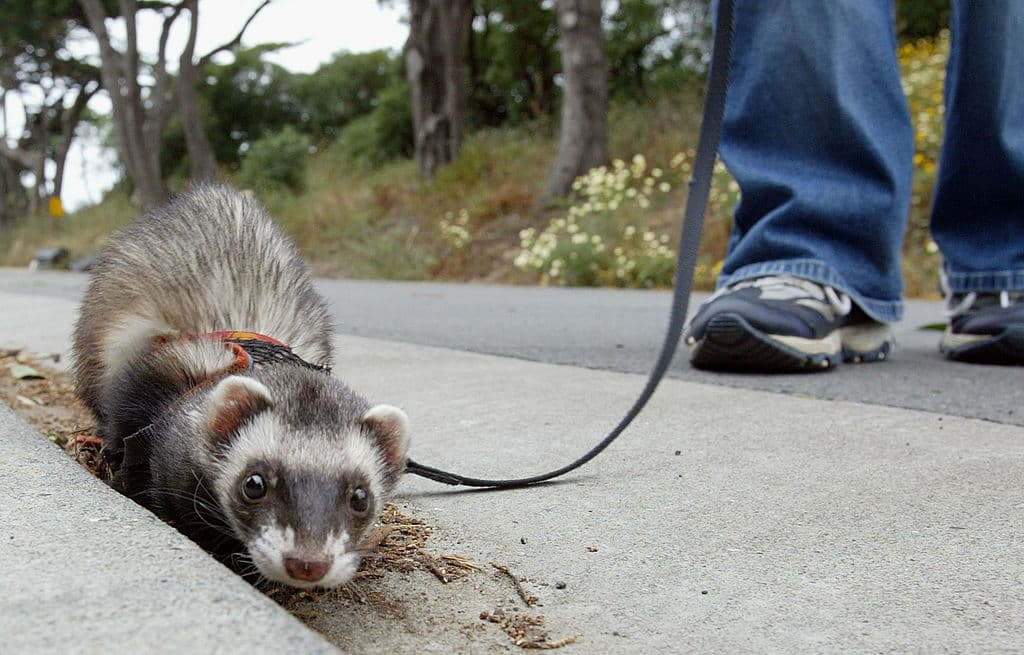 Algunos de estos animales infectados se alojaron muy cerca de los perros de la pradera en las instalaciones de un vendedor de animales de Illinois. 
<br>
<br>Estos animales se vendieron como mascotas antes de que presentaran signos de infección.