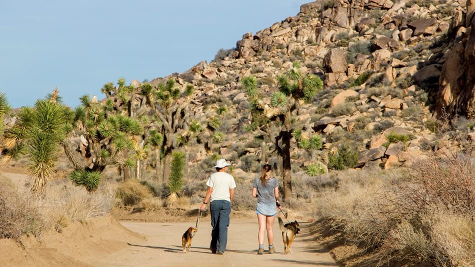 El famoso paisaje surrealista del 
<b>Parque Nacional Joshua Tree</b> reúne dos ecosistemas desérticos distintos el del desierto de Mojave y del desierto Colorado. Además, ofrece uno de los cielos nocturnos más oscuros que hayas visto.