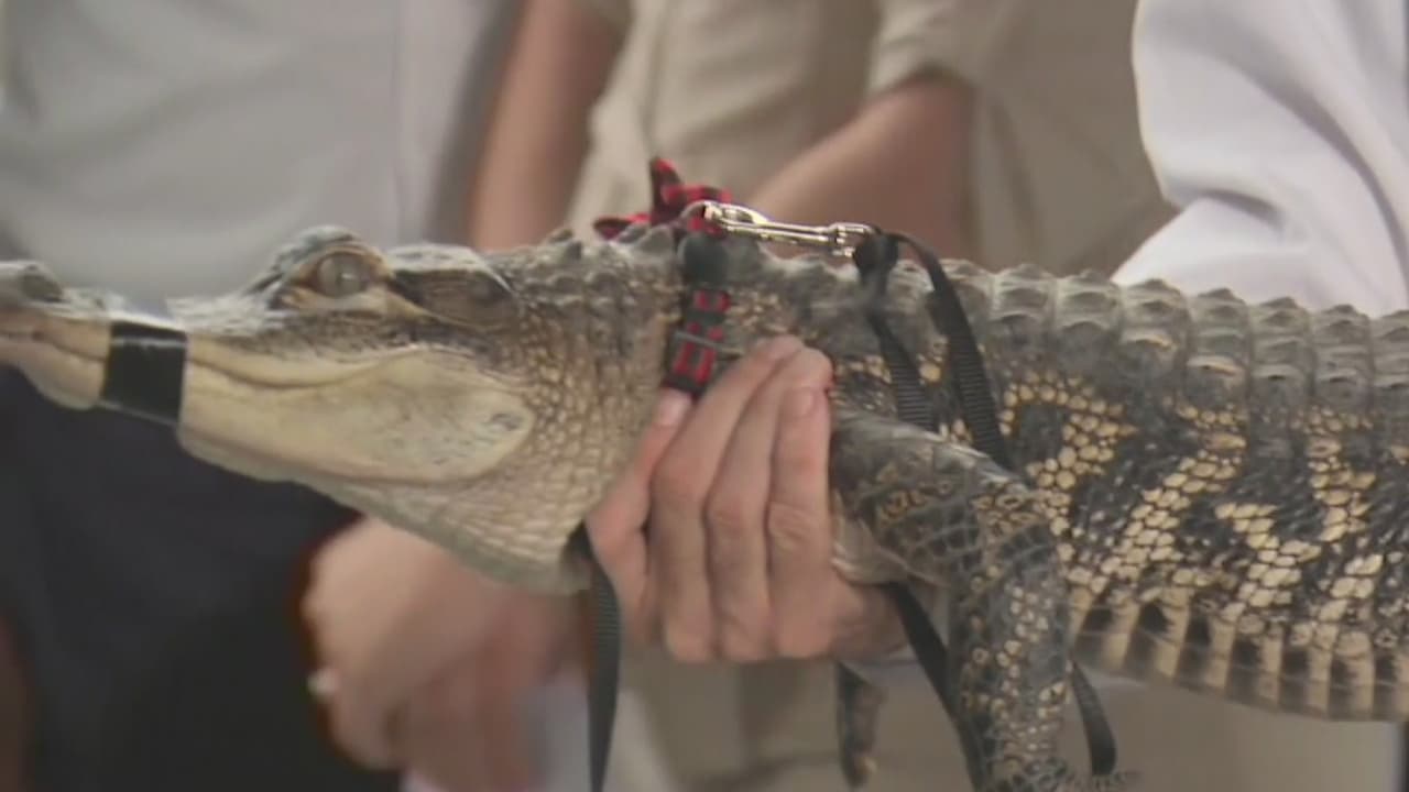 'Tito el Caimán' vive "la vida buena" en la Florida a un año de ser descubierto en Chicago