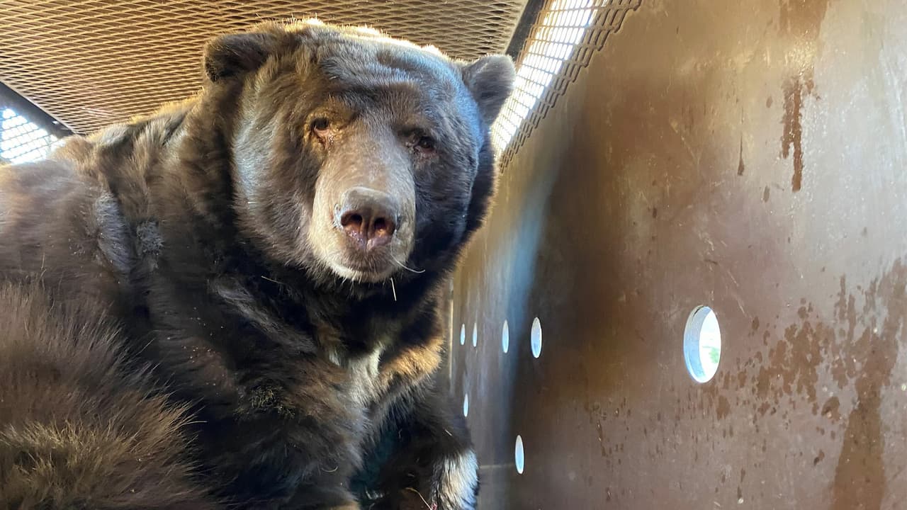 El nuevo “residente” fue encontrado por trabajadores de la empresa de servicios públicos que habían sido enviados a la propiedad para tratar de restablecer la energía, pero se encontraron con el animal.